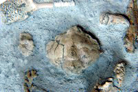 Leucosiidae sp